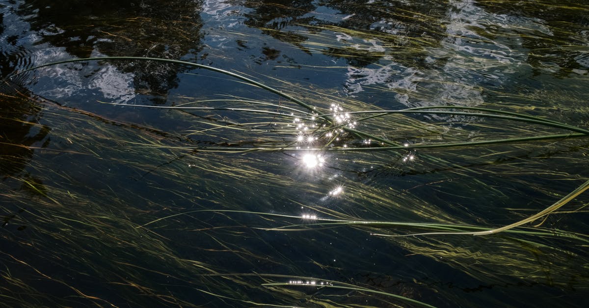 Slime in Fermented Pickle brine - Green Grass on Body of Water