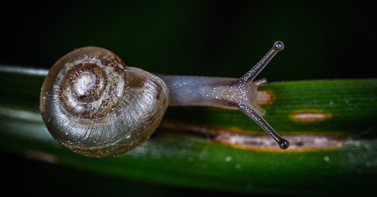 Slime in Fermented Pickle brine - Gray Snail