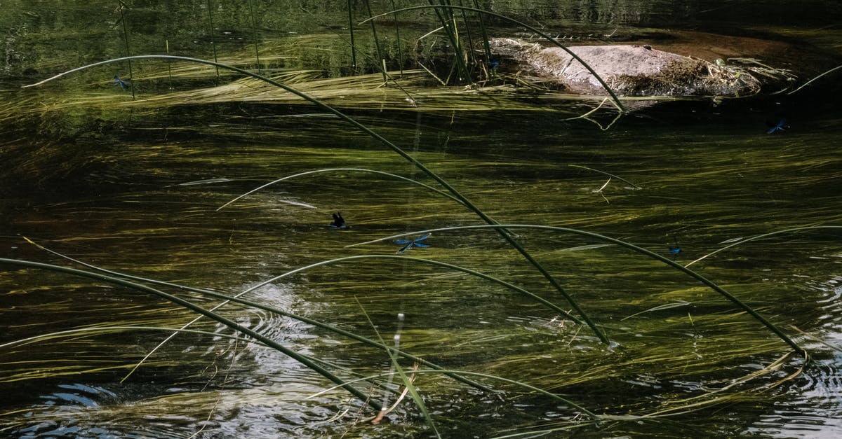 Slime in Fermented Pickle brine - Green Grass on Body of Water