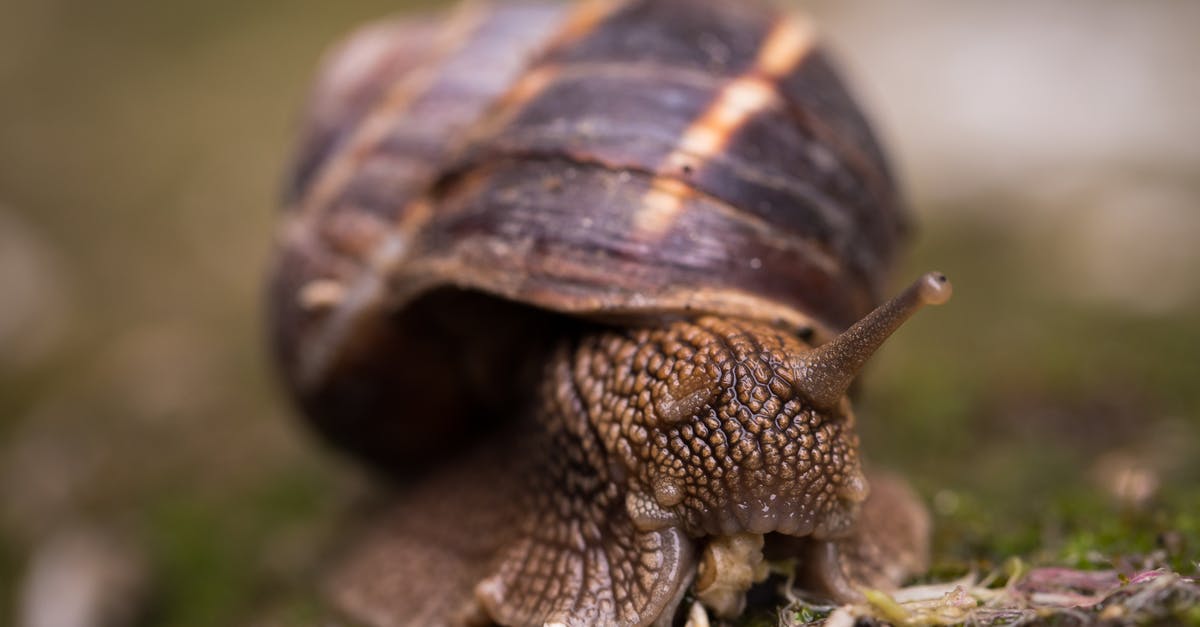 Slime in Fermented Pickle brine - Shallow Focus Photography Of Snail