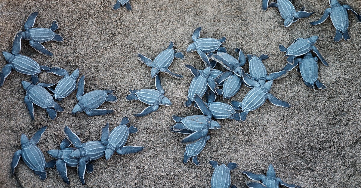 Slow cooking without a slow cooker - A Group Of Blue Sea Turtles