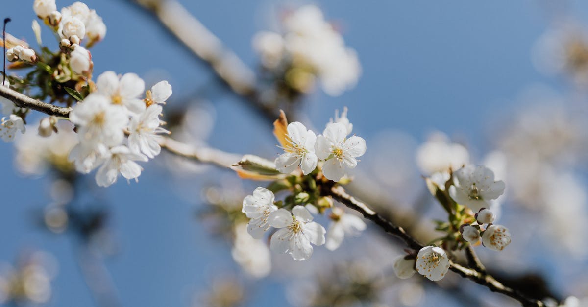 Small batch of sauerkraut smells yeasty - Blooming apricot tree branch on beautiful day