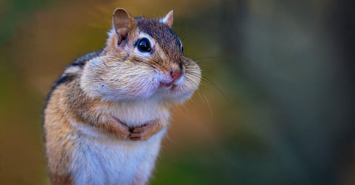 Small black specks on wok food - Adorable chipmunk with full mouth