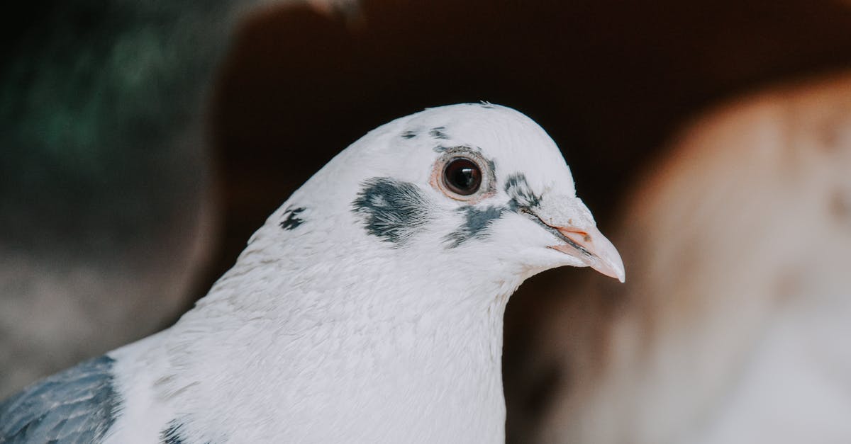 Small black spot on sourdough starter - Closeup of white feathered dove with gray spots looking at camera on blurred background of street in daylight