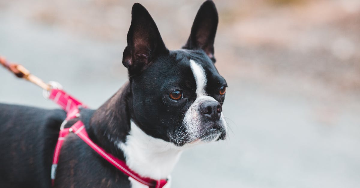 Small black spot on sourdough starter - Side view of cute black puppy with white spots standing on asphalt path on red leash during stroll in nature in daylight