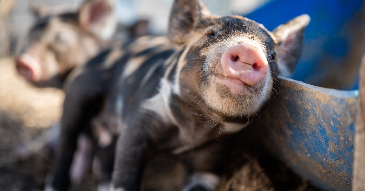 Small black spot on sourdough starter - Cute small pig with pink mouth and spotted fur enjoying while standing leaned on dirty feeder in back lit