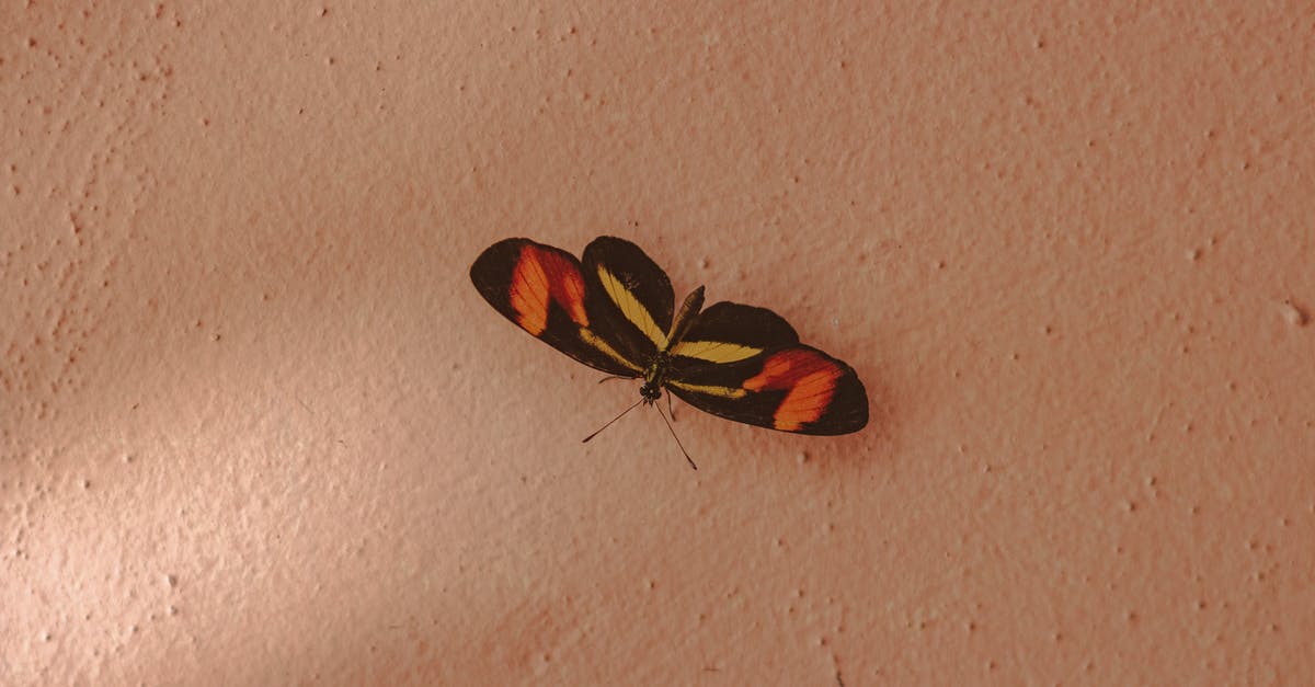 Small black spot on sourdough starter - Colorful butterfly on light wall