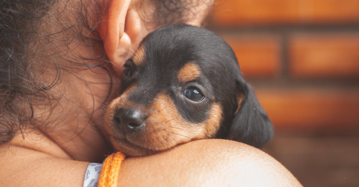 Smoking pork shoulder in a little chief - Adorable black Dachshund puppy lying on female owner shoulder and looking at camera