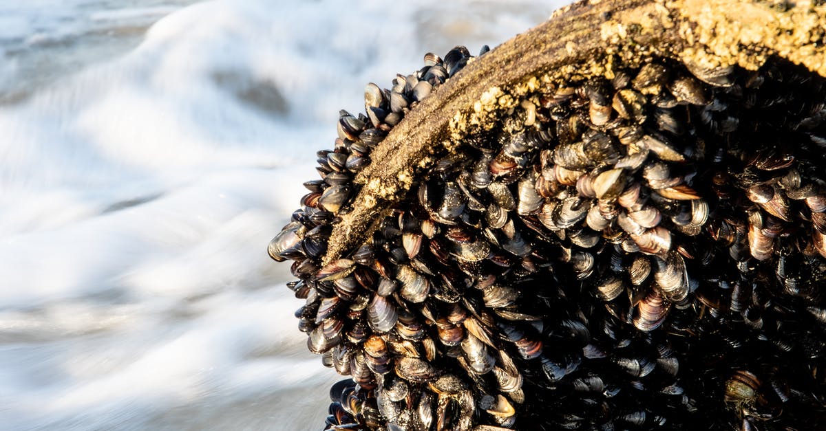 Soak store-bought mussels in fresh water without salt? - Fresh Mussels on Rock