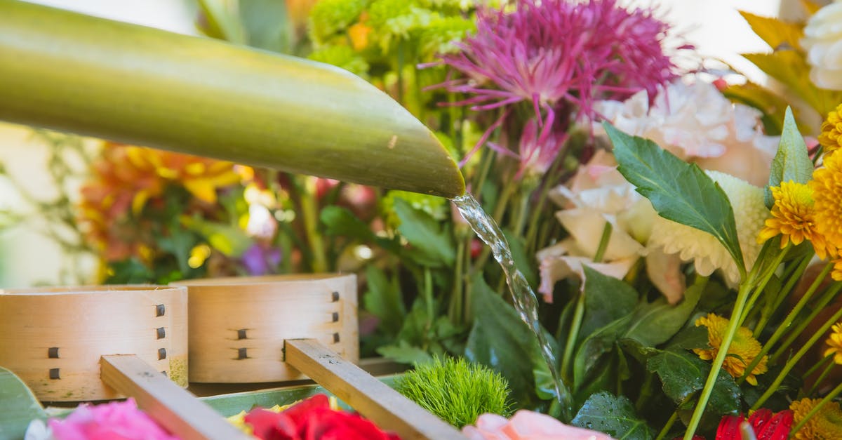 Soak store-bought mussels in fresh water without salt? - Watering bright colorful blossoming flowers with green leaves and thin stems in floral shop