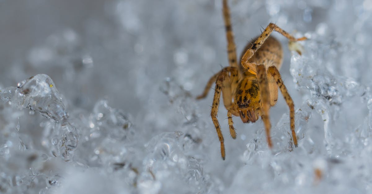 Sorbet contain ice crystals - Selective Focus Photography of Brown Spider