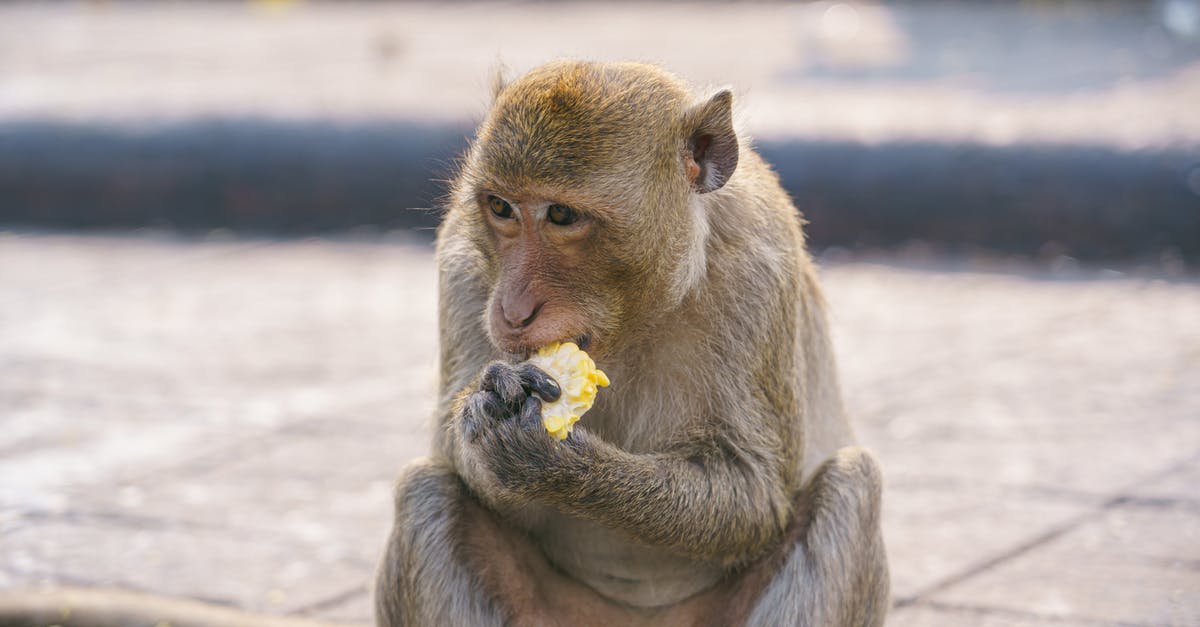 Source for comestible cracked corn - Close Up Photo of Monkey Eating Corn