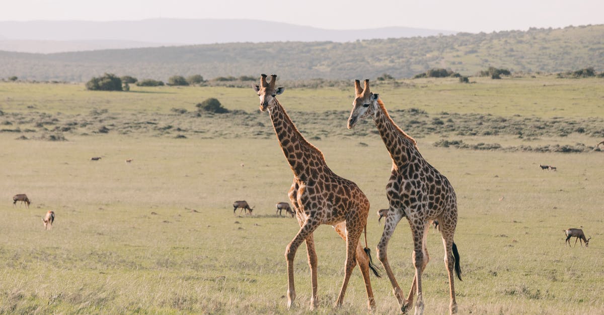 Sourdough starter and long term feeding - Giraffes with ornamental coat strolling on meadow against greenery mounts and antelopes grazing on summer day