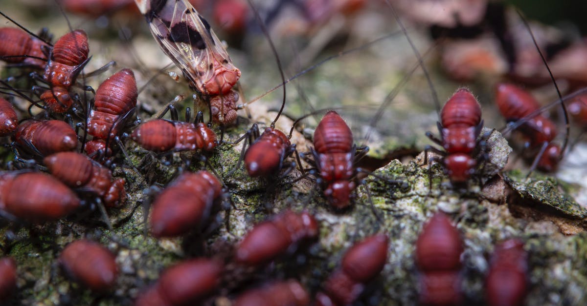 Sourdough starter and long term feeding - Termites eating died butterfly in zoological garden