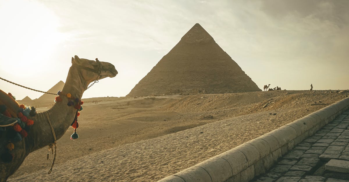 Sourdough starter in hot climate - Camel standing against famous Great Pyramids in Egypt