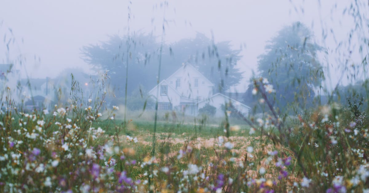 Sourdough starter used too early - Rural house behind blossoming flowers growing on grassy meadow in early foggy morning