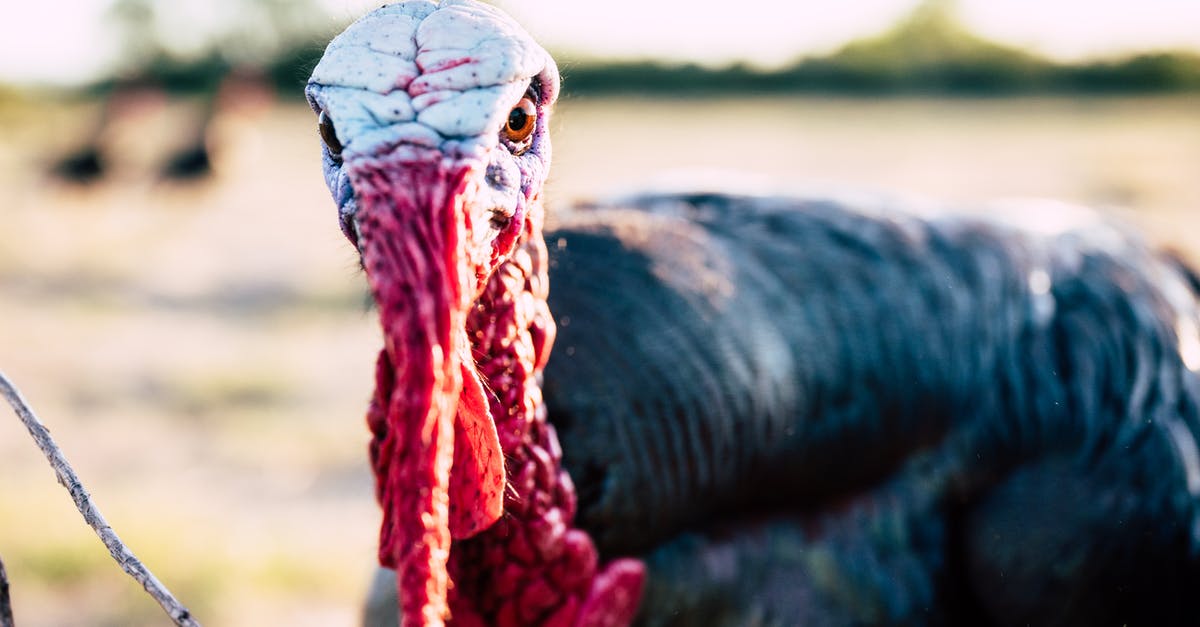 Sous Vide Large Turkey Breasts - Angry turkey cock on sunny pasture