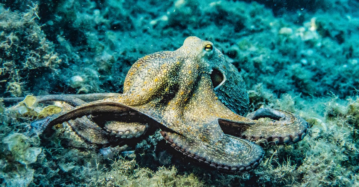 Sous vide octopus for maximum tenderness - Selective Focus Photography of Octopus