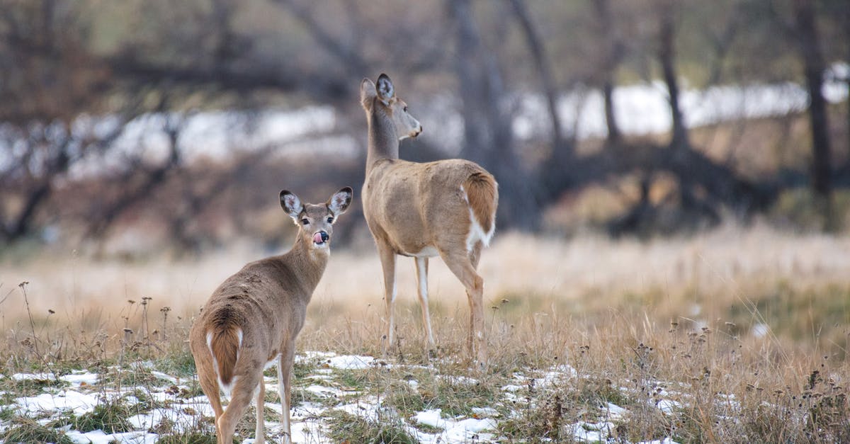 Sous-vide - What does circulation accomplish? - Deer on a hill