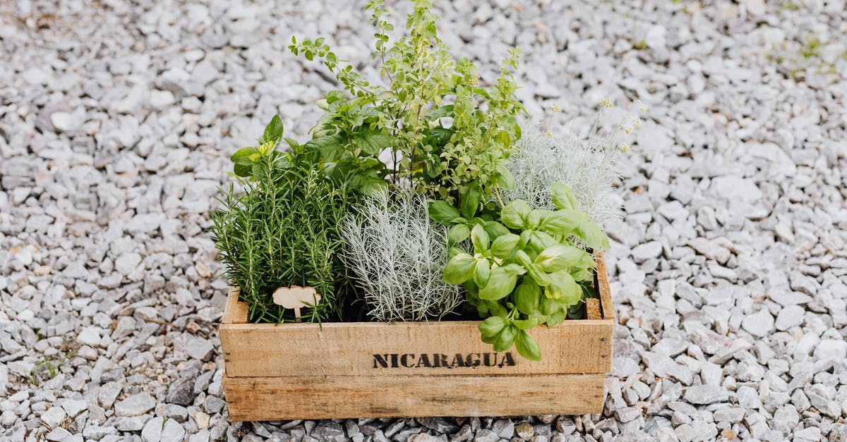 Spearmint kinda Musky - Green Plants on Brown Wooden Crate