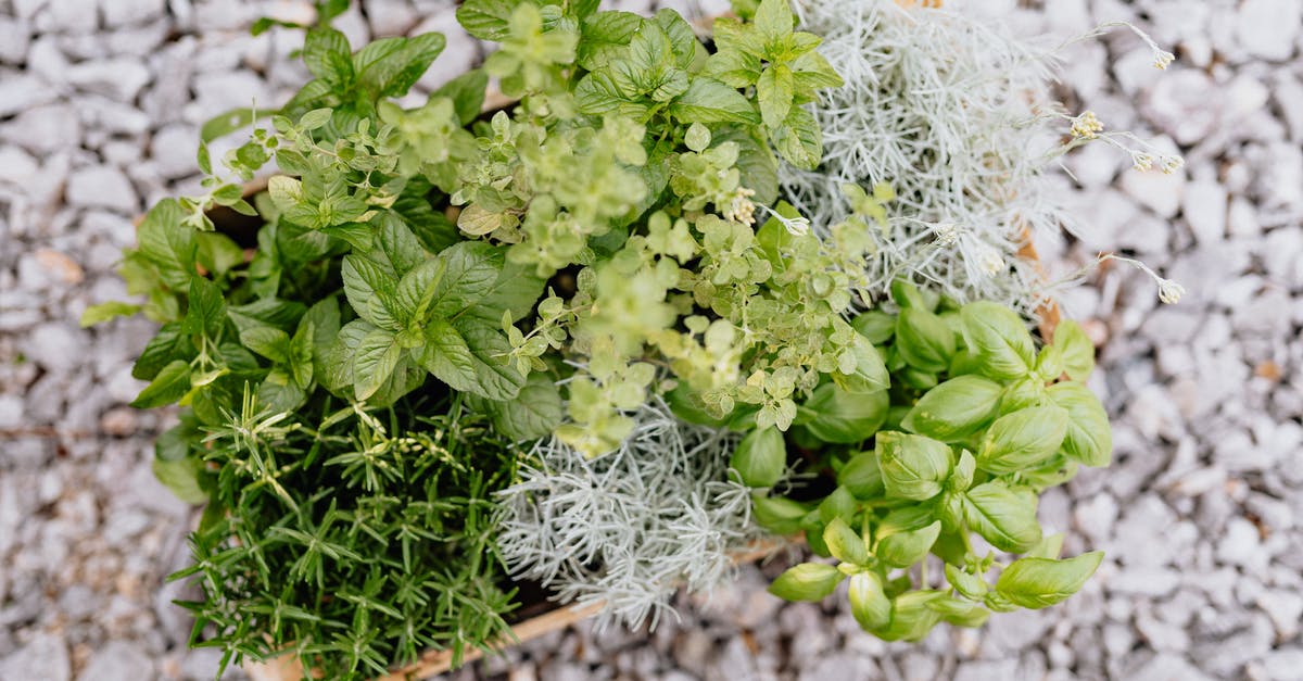 Spearmint kinda Musky - Top View of Assorted Herbs in Wooden Crate 