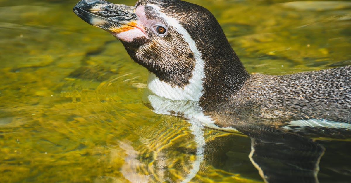 Speeding up soaking of cashews for a recipe - Black and White Penguin on Water