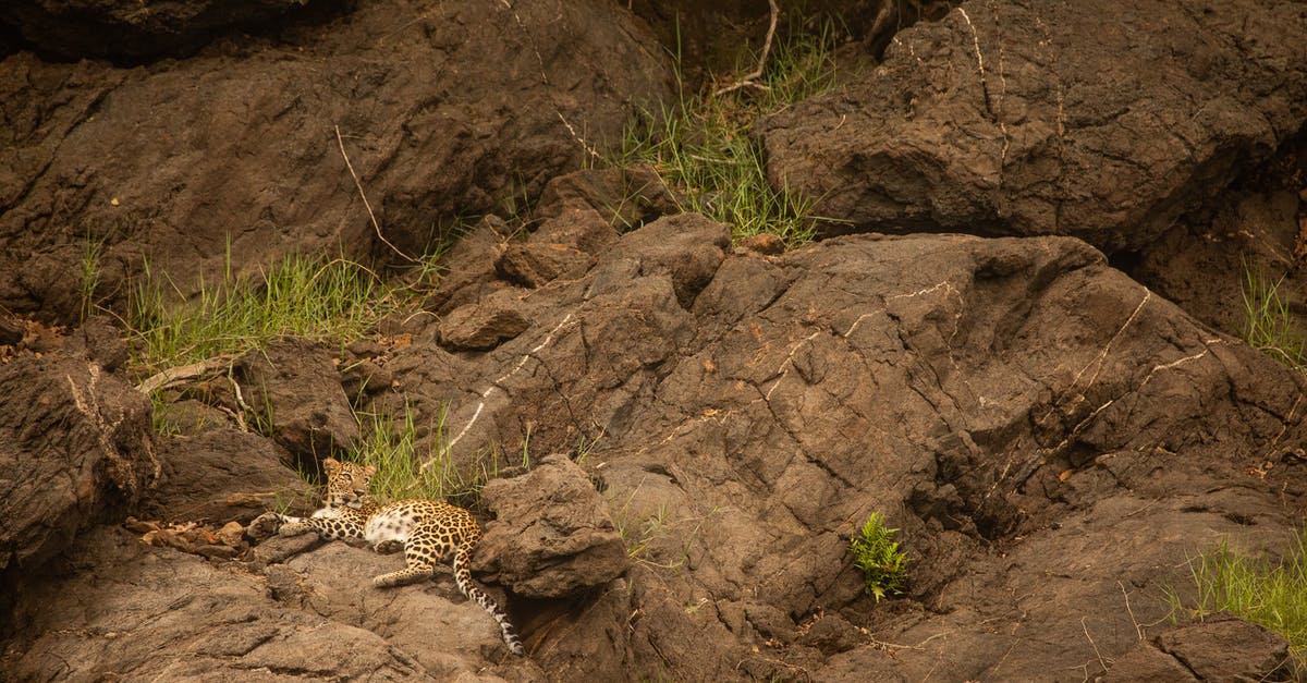 Spongy ground venison - Leopard in its habitat