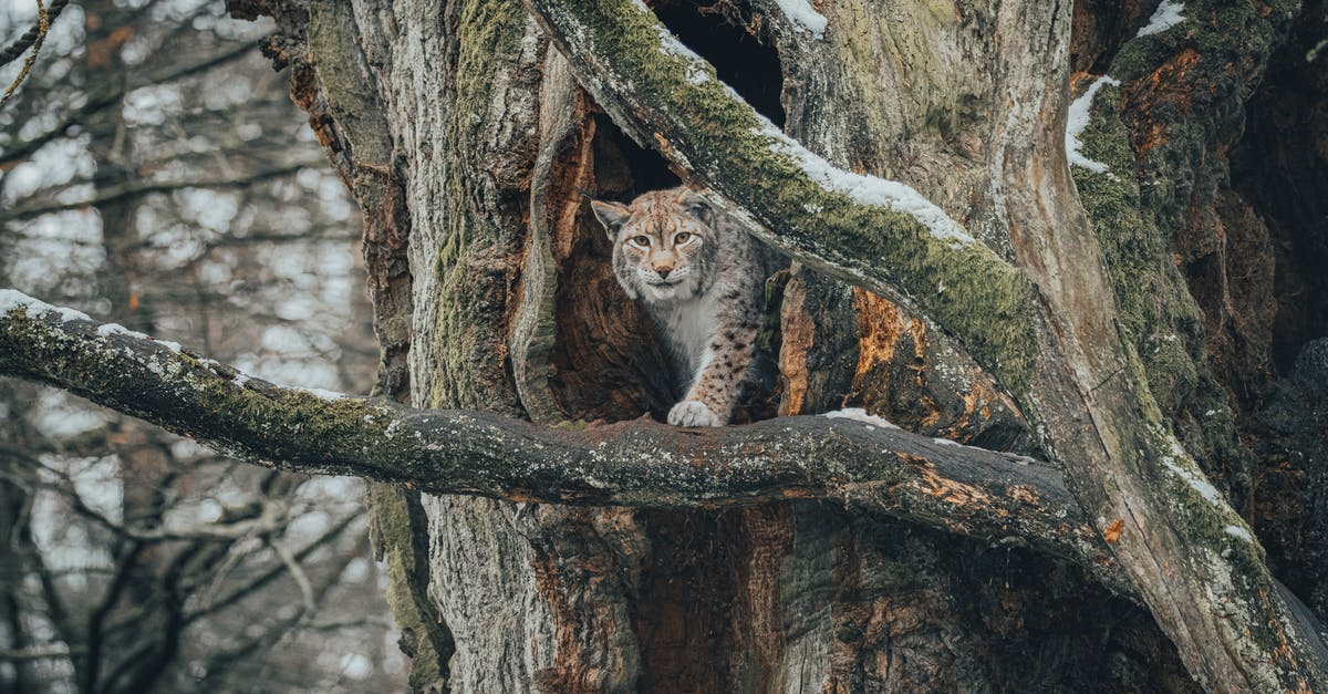 sprig of thyme dry substitute ratio - Lynx on branch in forest near hole in tree