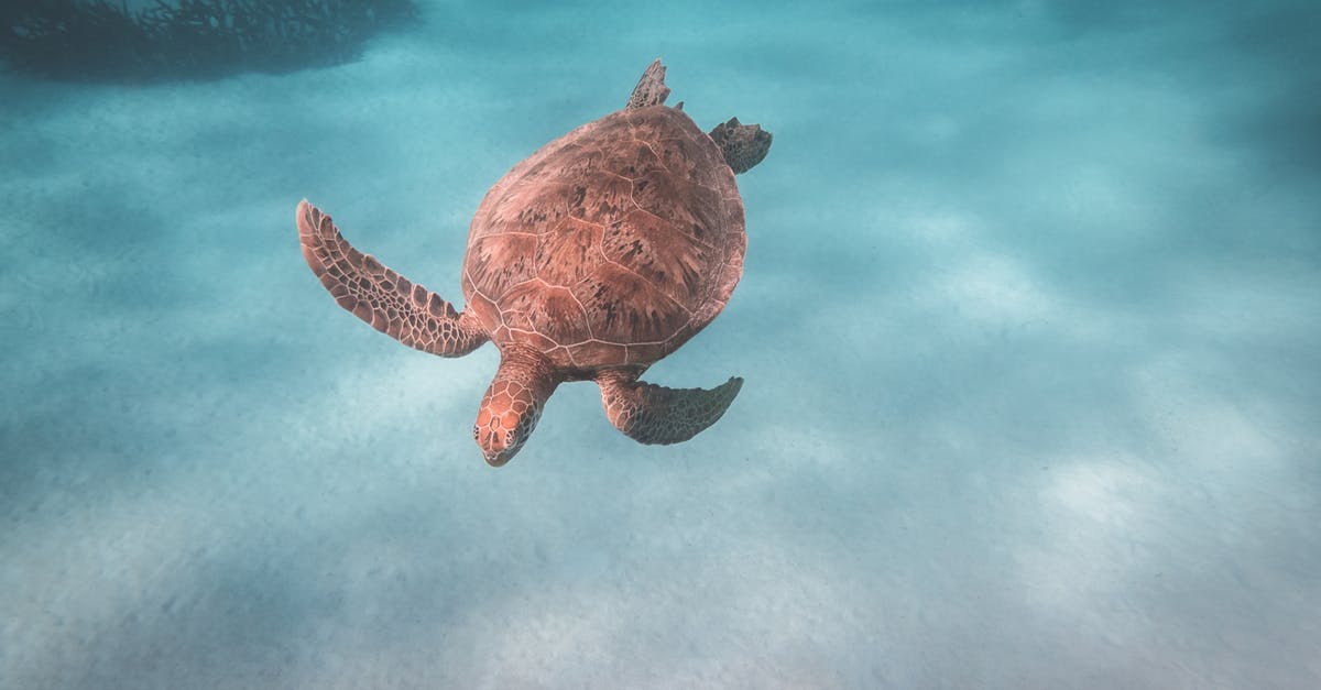 Squeezing excess water from seaweed - Turtle swimming in deep water