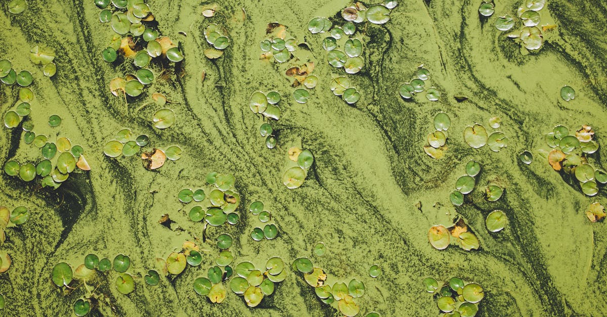 Squeezing excess water from seaweed - Green colored water with water lilies