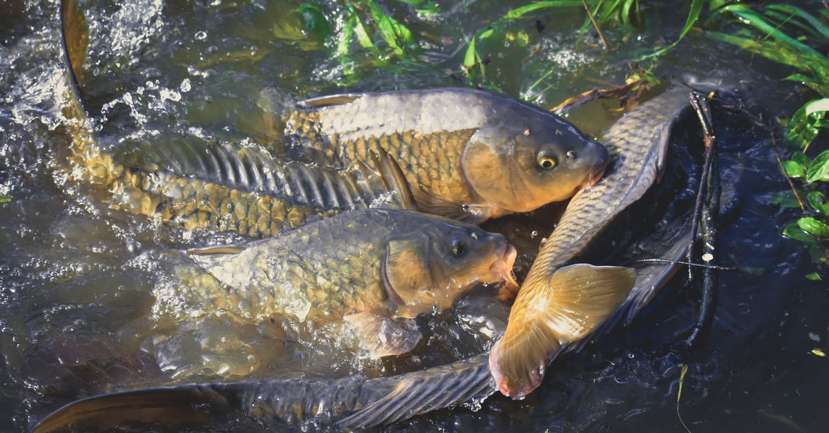 Squeezing excess water from seaweed - From above of bright fish with ornamental scales and open mouths swimming in transparent water with droplets