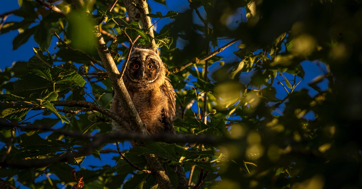 Steaks look light brown aren't charing - Brown Owl on Tree Branch