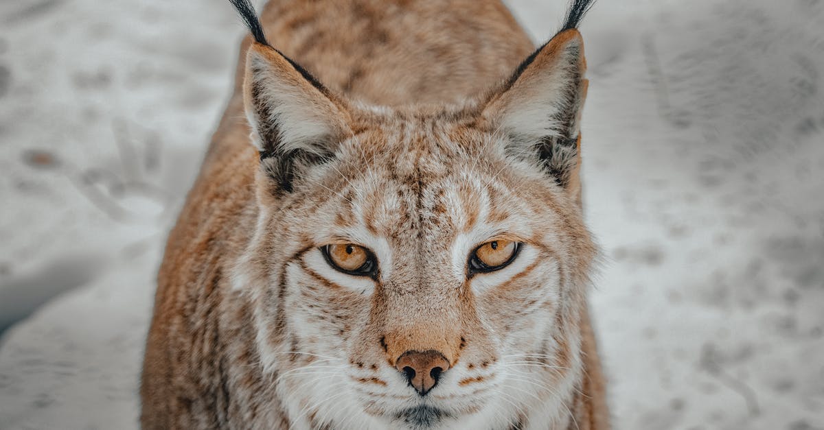 Steaks look light brown aren't charing - Wild lynx with white and brown fur standing on snowy terrain in countryside in winter day while looking at camera with yellow eyes