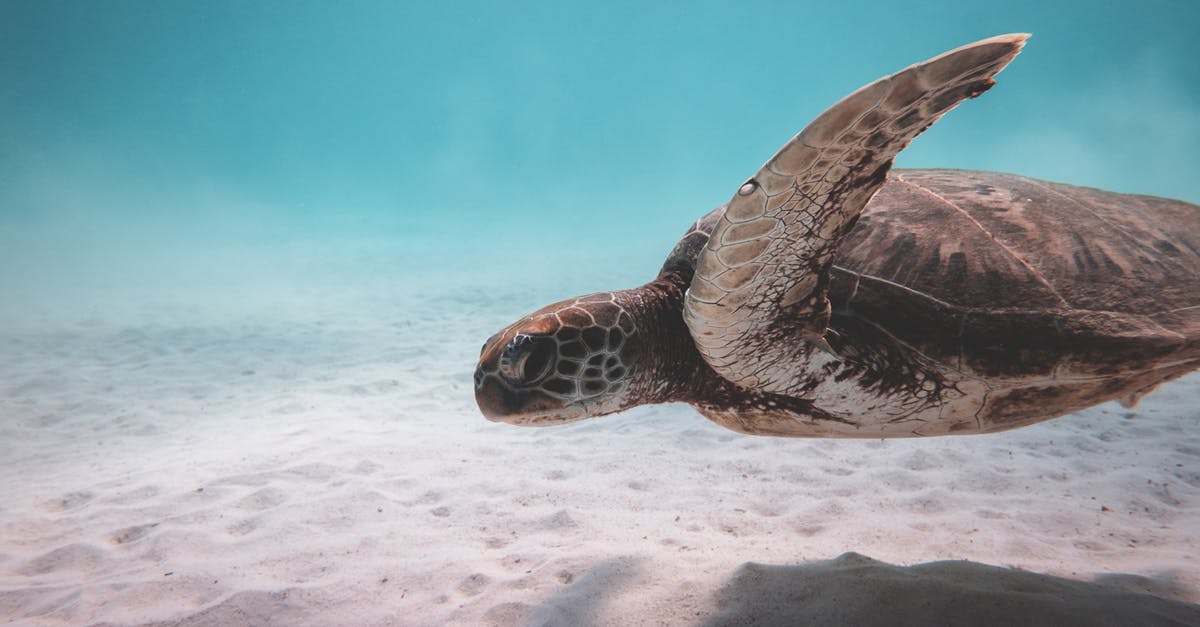 Steamer with single vent instead of bottom holes - Brown turtle swimming underwater in ocean