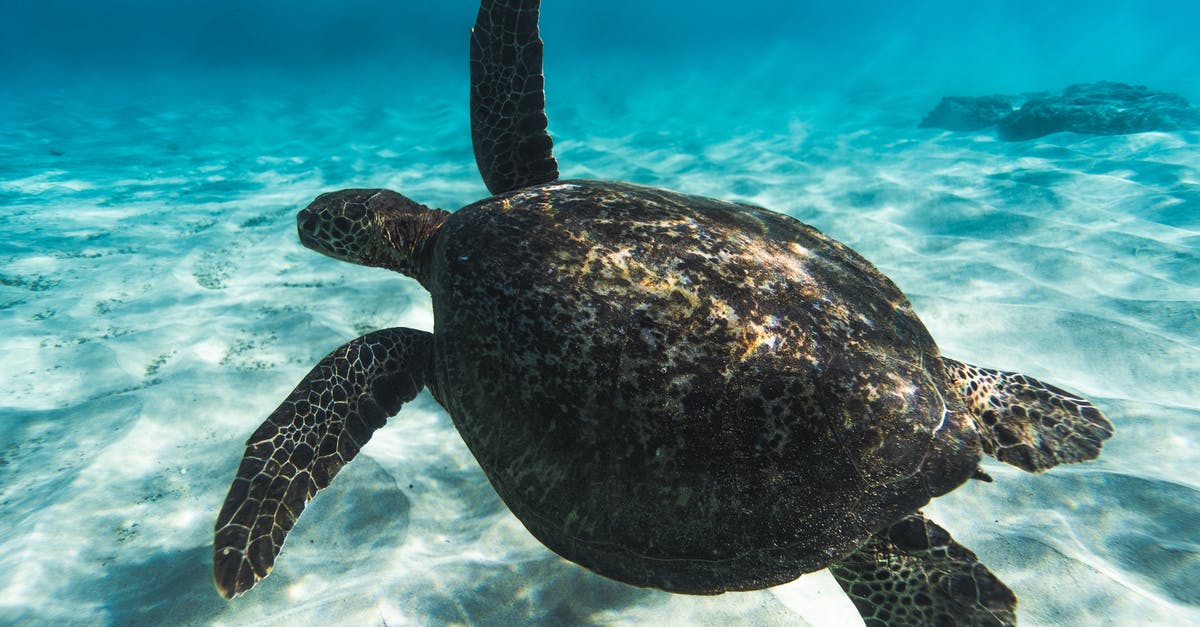 Steamer with single vent instead of bottom holes - Exotic large sea turtle with spread fins swimming underwater in transparent seawater in tropics