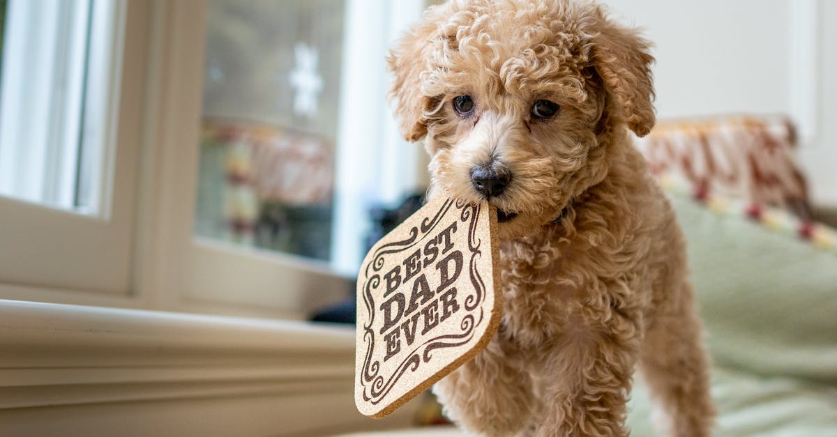 Steelhead Salmon's Mercury content - Full length cute little Poodle puppy with curly hair walking on soft cozy bed near window and carrying wooden hot pad in mouth with inscription Best Dad Ever