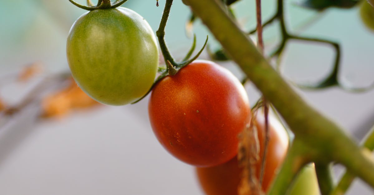 Stem on tomatoes - Red and Green Tomatoes