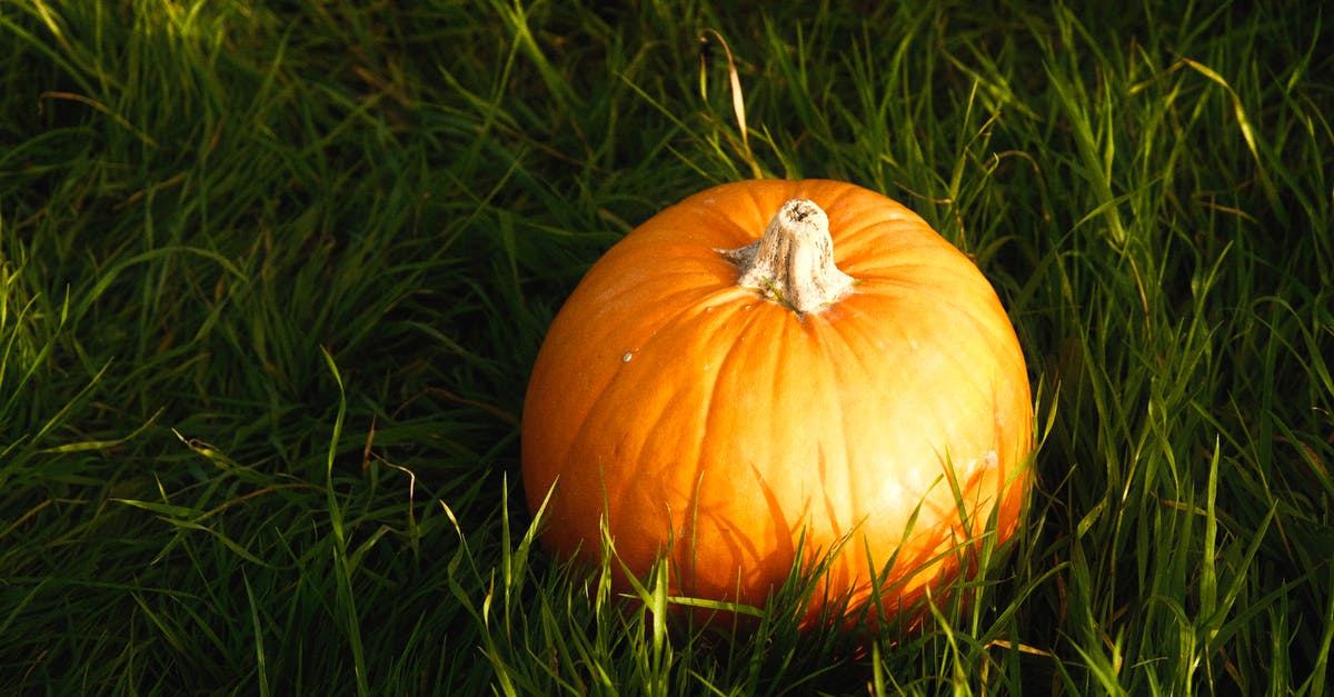 Storage of Butternut Squash - Orange Pumpkin on Green Grass