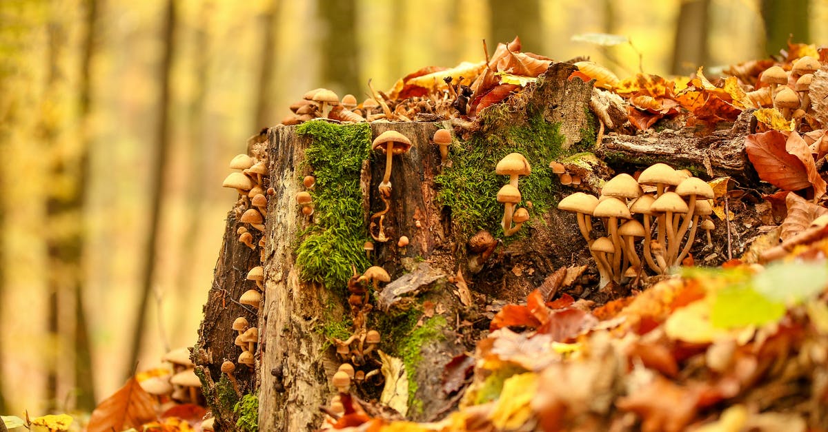 Storing chicken of the woods mushrooms - Assorted-color of Mushrooms Surrounded by Trees