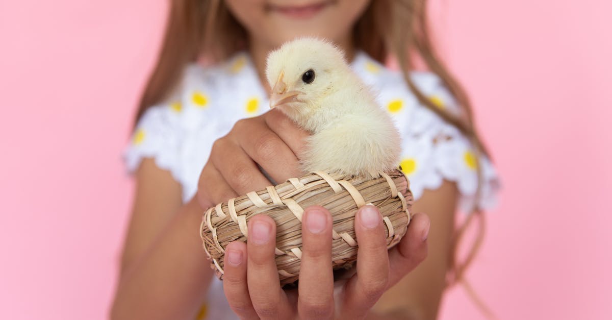 Submerging chicken carcass twice - Little Girl Holding a Chick 