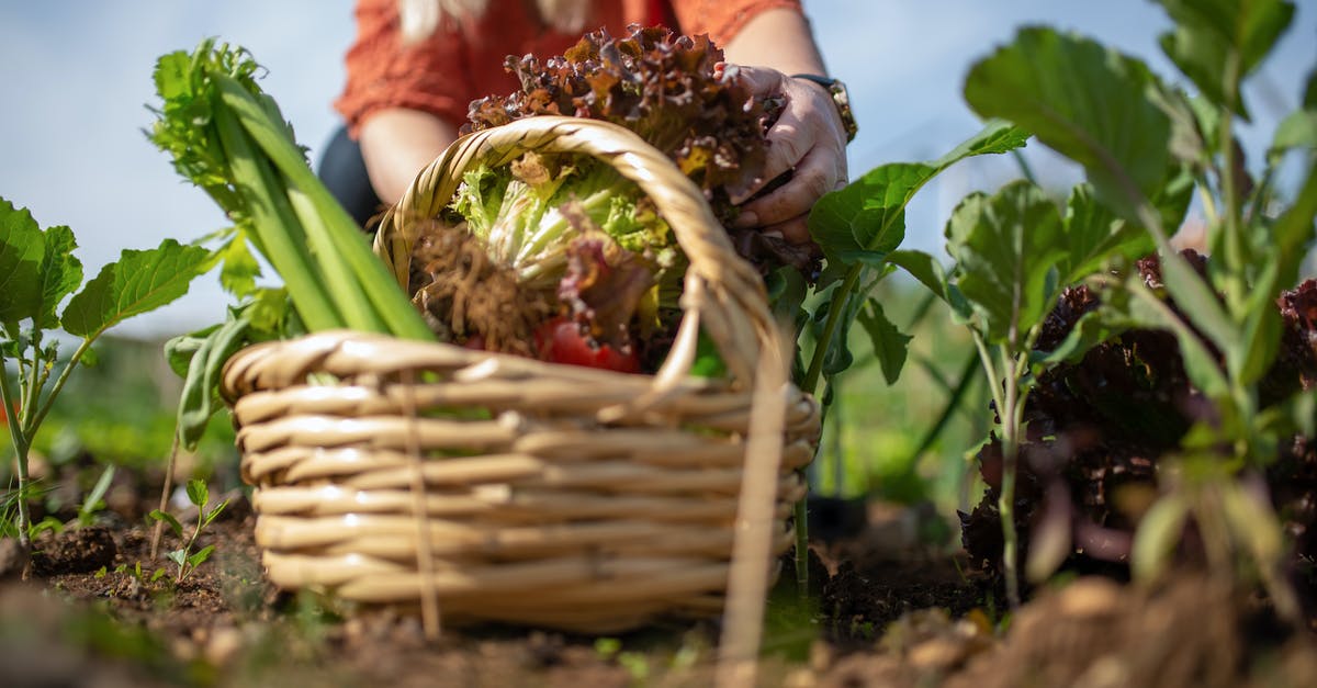 Substitute celery seed for fresh celery in soup - A Person Holding a Brown and Green Leafy Vegetable in a Wicker Basket