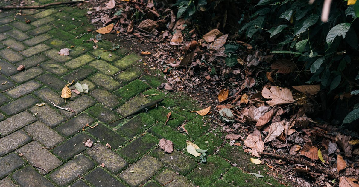 Substitute for ground crayfish? - Moss and Yellow Leaves on Ground