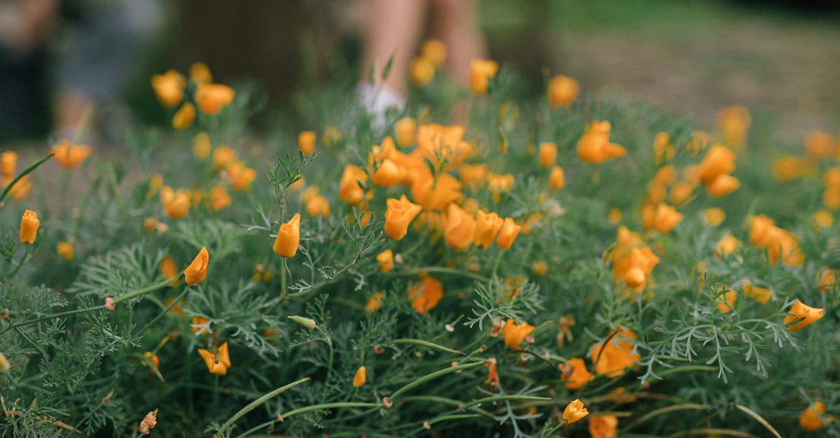 Substitute for ground crayfish? - Yellow Flowers on Green Grass Field