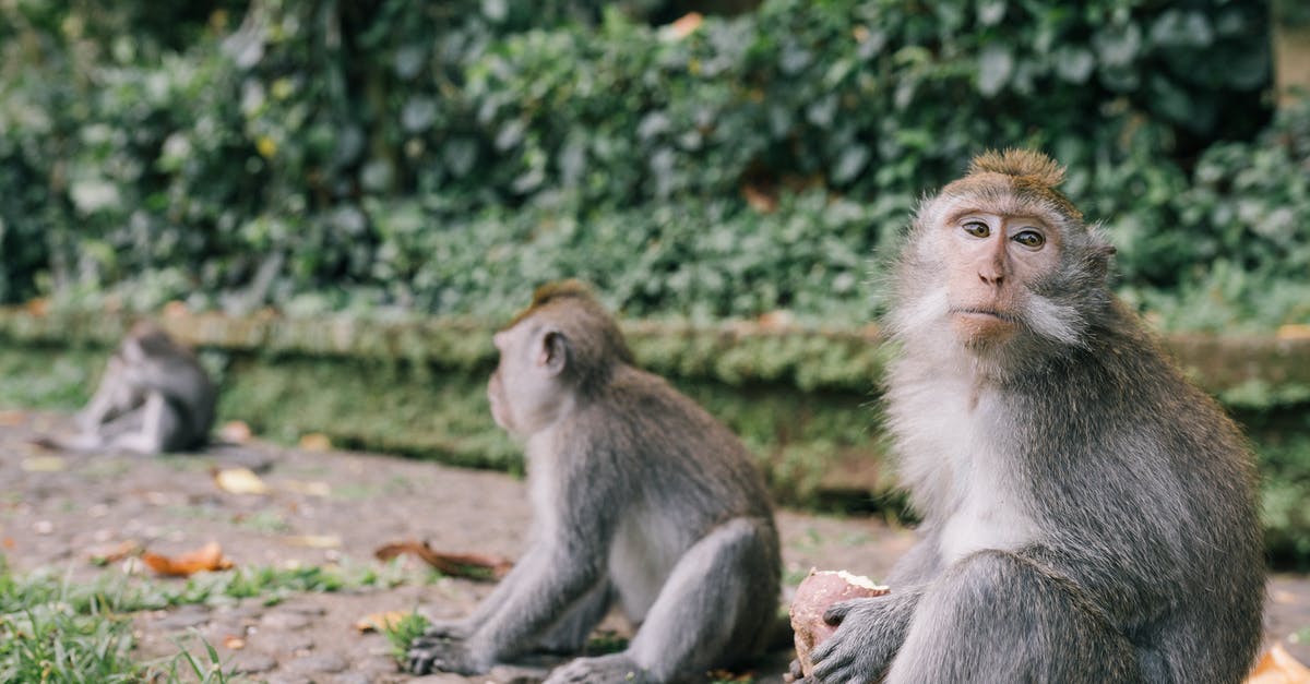 Substitute for ground crayfish? - Brown Monkey Sitting on Ground