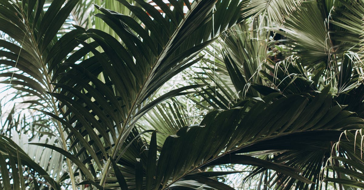 Substitute for Palm Sugar - Free stock photo of beach, botanic, botanic garden