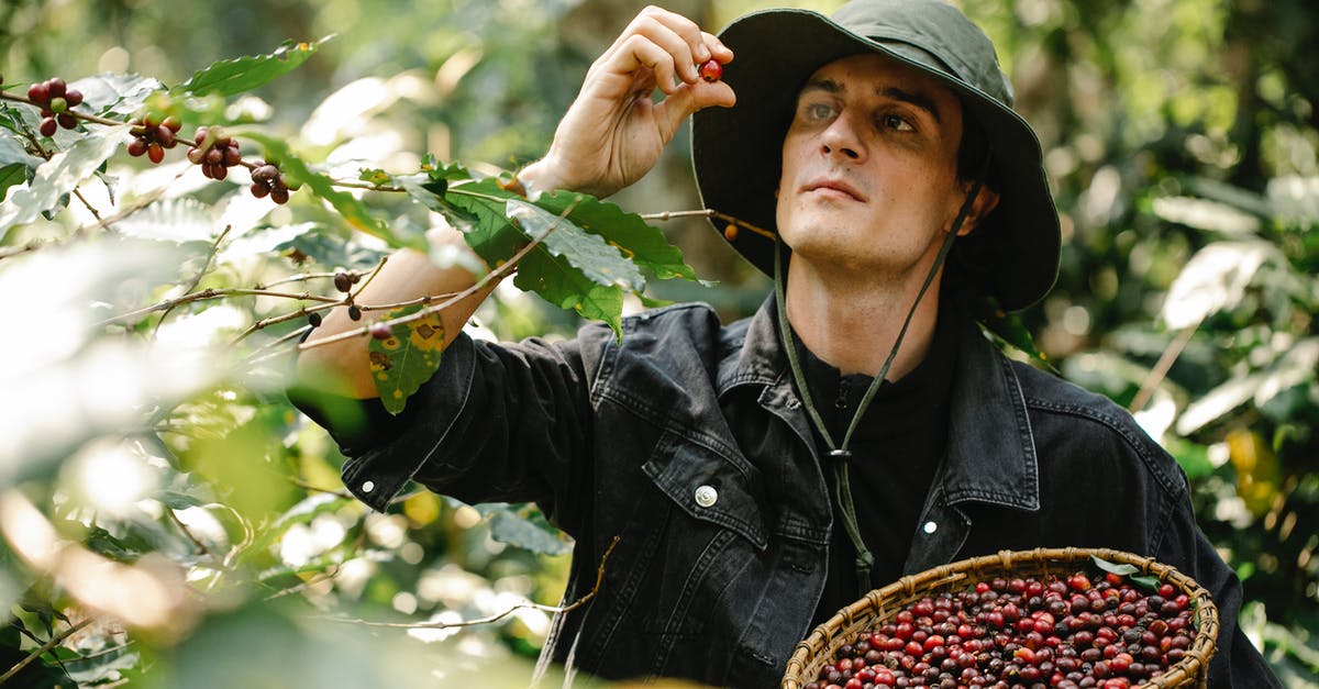 Substitute for red bean paste? - Focused male in hat standing with wicker basket full of ripe coffee beans standing near green branches in forest on blurred background