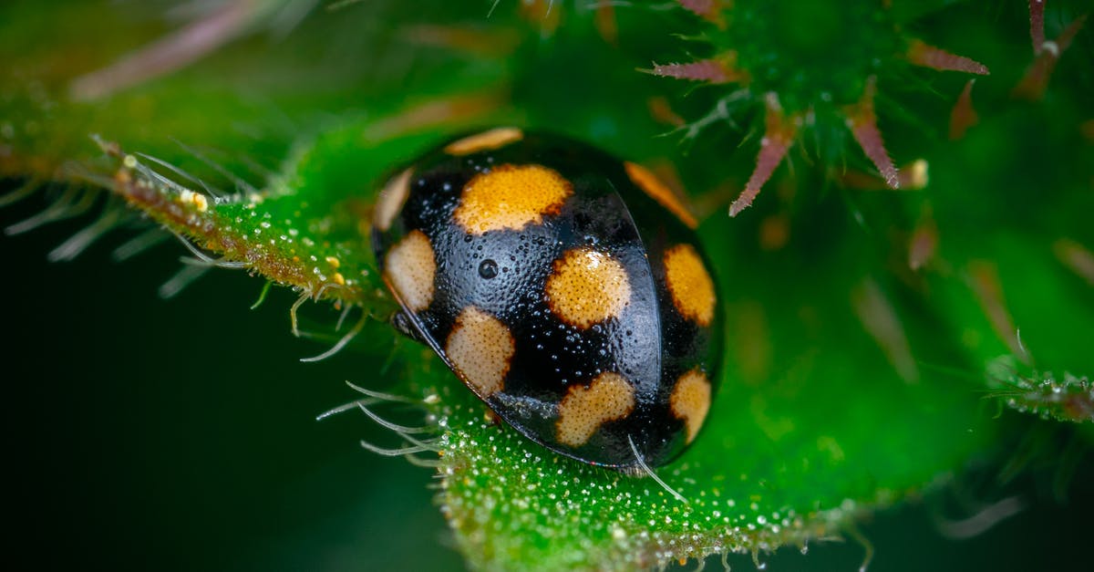 substitute for shiso leaf in umeboshi makizushi - Yellow and Black Ladybug on Green Leaf