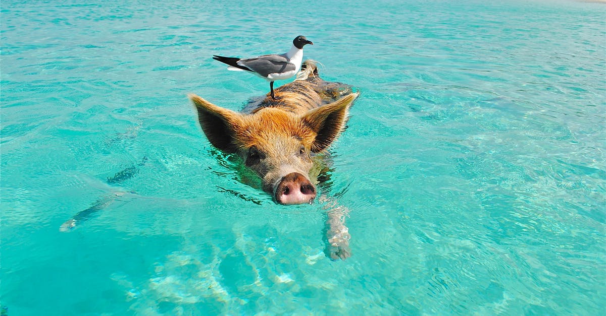 Substitute pig trotter for powdered gelatine in an aspic - White and Gray Bird on the Bag of Brown and Black Pig Swimming on the Beach during Daytime