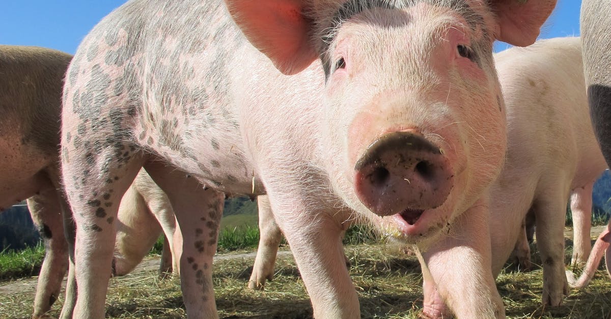 Substitute pig trotter for powdered gelatine in an aspic - Black and Brown Pigs on Grassfield during Daytime