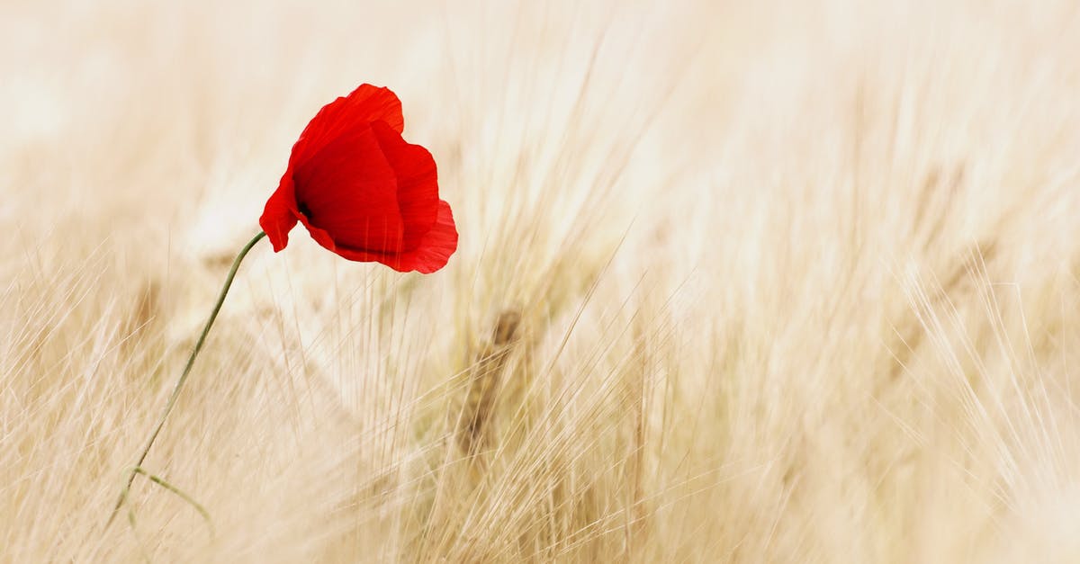 Substitute to grain mustard - Red Petal Flower